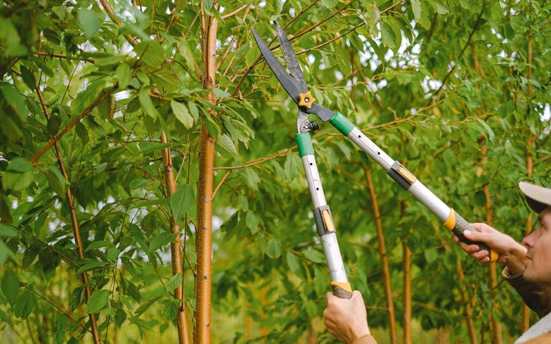 Tree trimming in Cranberry Township, PA